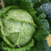 Photo of Savoy cabbage 3