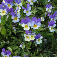 A photo of tricolor violet 3