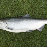 Photo of Chinook salmon