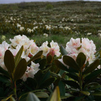 Photo of Caucasian rhododendron 2