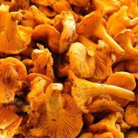 Photo of chanterelles mushrooms 4