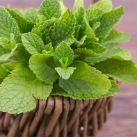 Photo of peppermint 3