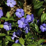A picture of the periwinkle