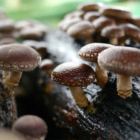 Photo of shiitake mushrooms