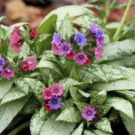 Photo of lungwort 2