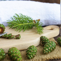 Photo of pine cones 5