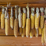 Photo of Dried Corn 2
