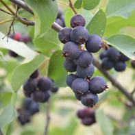 Photo of boldberry