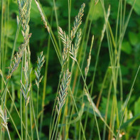 Photo of wheatgrass 3