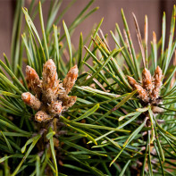 Photo of pine buds