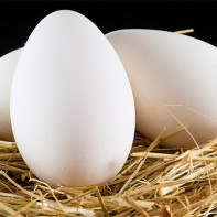Photo of goose eggs