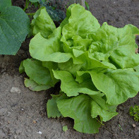 Photo of leaf lettuce