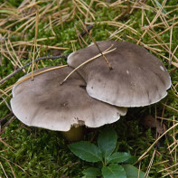 Photo of rowan mushrooms 3