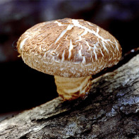 Photo of shiitake mushrooms 4