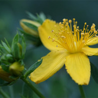 Pictures of St. John's wort