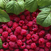 Picture of raspberry