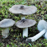 Photo of rowan mushrooms