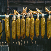 Photo of dried corn 4