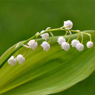 Lily of the valley photo 5