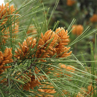 Photo of pine buds 3