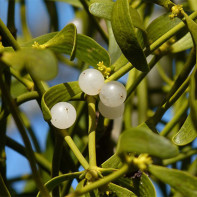 Photo of mistletoe white 5