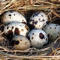 Photo quail eggs 3