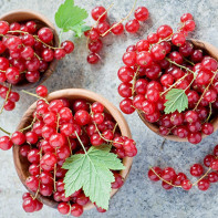 Photo of red currants 4