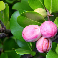 Photo of ikako fruit