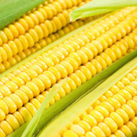 Corn photos 3