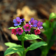 Photo of lungwort
