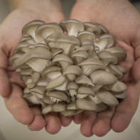 Photo of oyster mushrooms 3