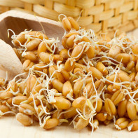 Photo of sprouted wheat 2