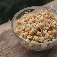 Photo of sprouted chickpea 3