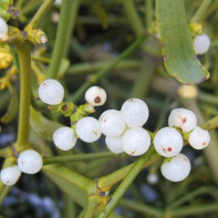 Photo of mistletoe white 3