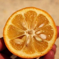 写真 オレンジ オレンジ 3
