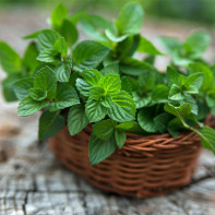 Photo of peppermint 2