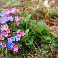 Photo of lungwort 4