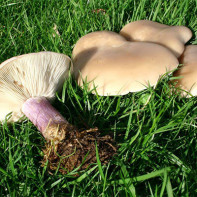 Photo of rowan mushrooms 4