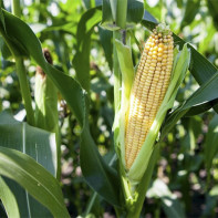 Corn photos 5