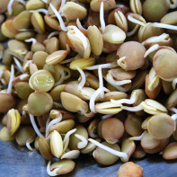 Photo of Sprouted Lentils 5