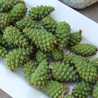 Photo of pine cones 2