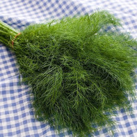 Dill picture 4