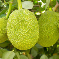 Jackfruit photo 2