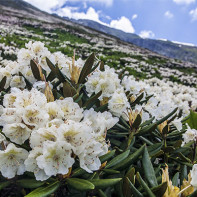 Photo of Caucasian rhododendron 4