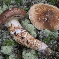 Photo of rowan mushrooms 5