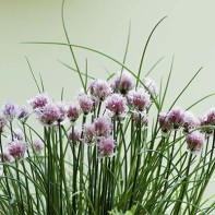 Photo of chives 2