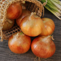Photos of onions 3