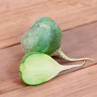 Photo of turnip 3