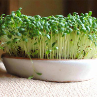 Lettuce photo 3