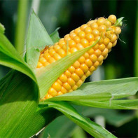 Corn photos